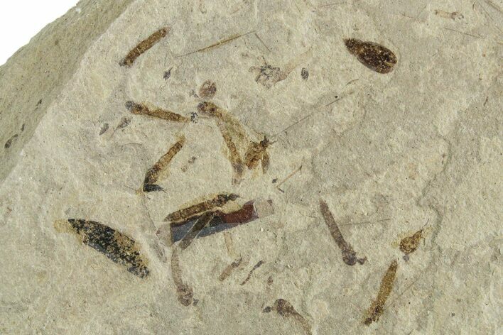 Insect Mortality Plate - Green River Formation, Utah #356620